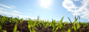 Young green sprouts growing in fertile soil under a bright blue sky, symbolizing the foundational growth of a Quality Management System and ISO 13485 compliance for medical device startups.
